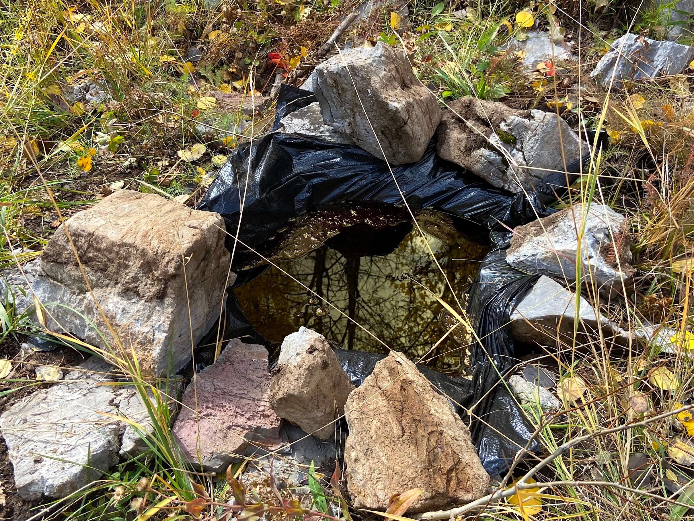 Ranger Finance Twitter and Telegram community