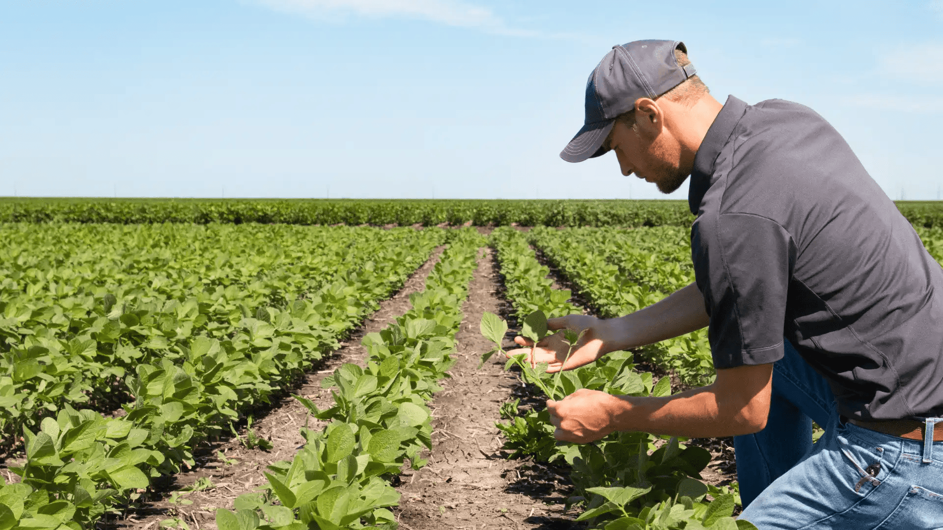 Digital Matter Helium agriculture sensors in field