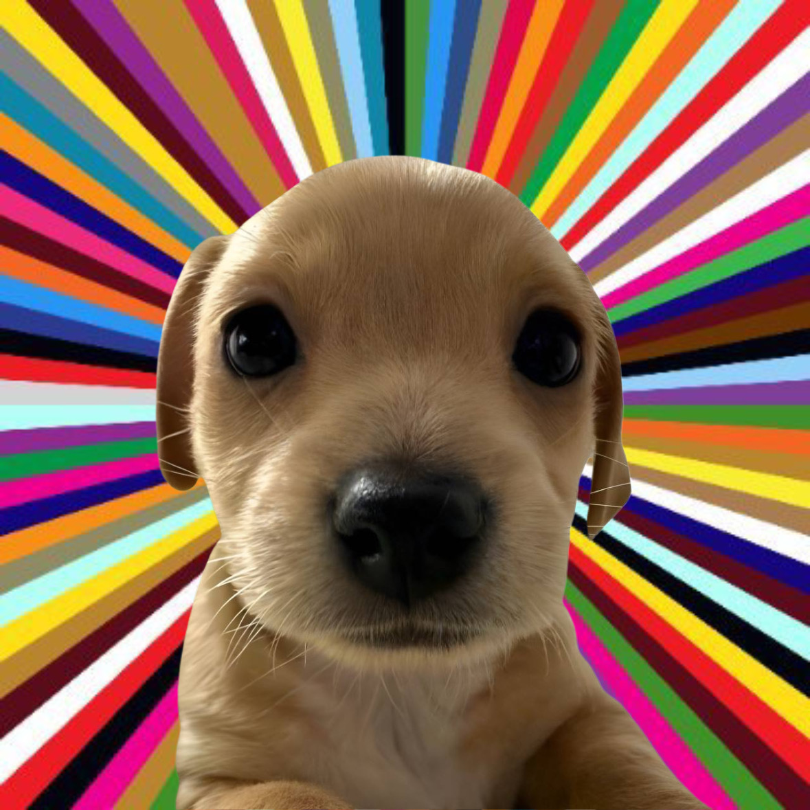 BILLY Solana memecoin