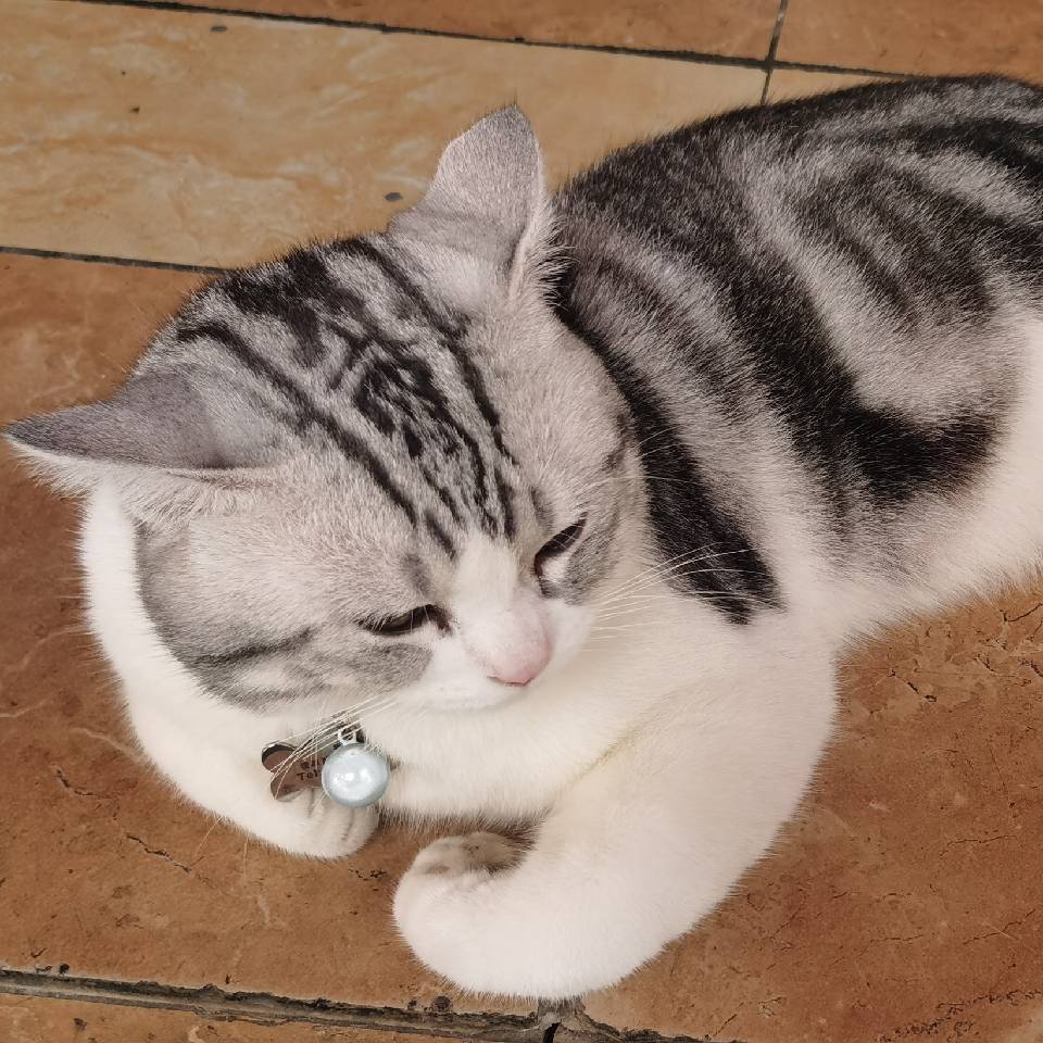 Lens Protocol Momoka developer flexibility