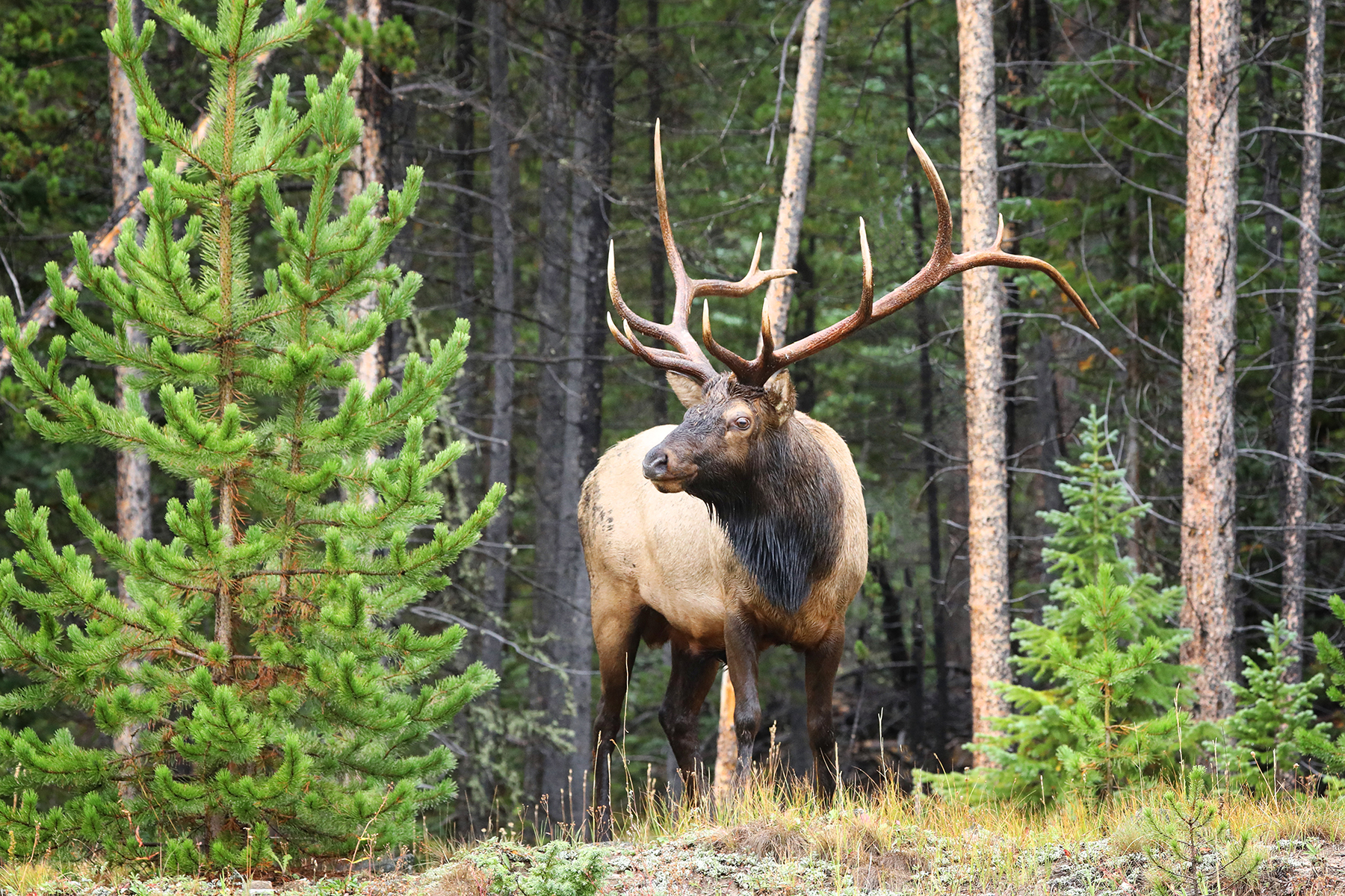 Rocky Rabbit DAU growth chart TON integrations