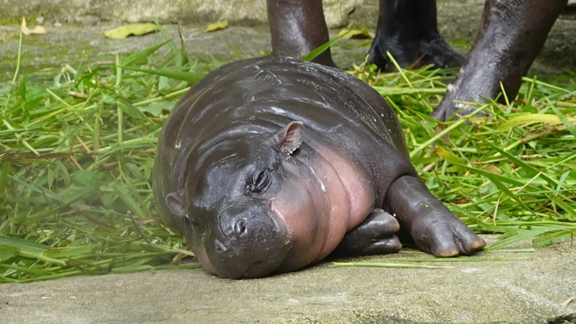 Moo Deng hippo Solana memecoin