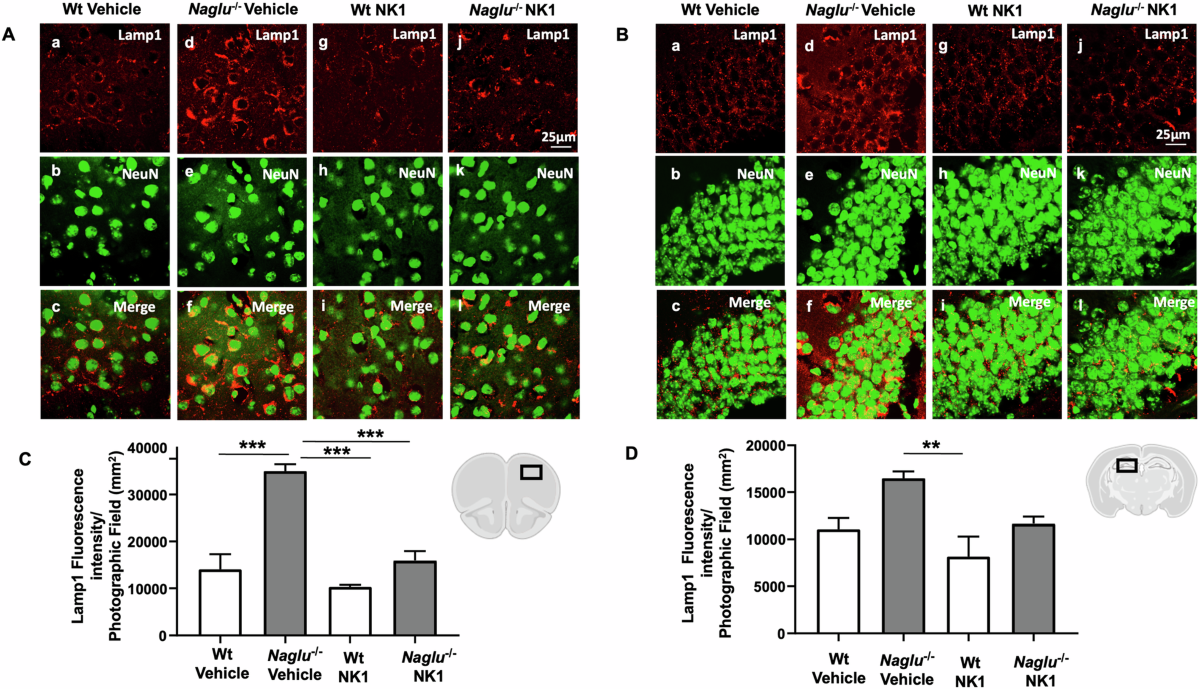 Union Protocol v2 dashboard screenshot