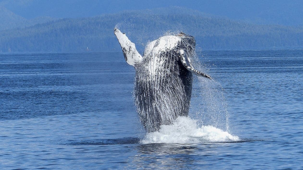 Compound Finance DAO whale proposal incident