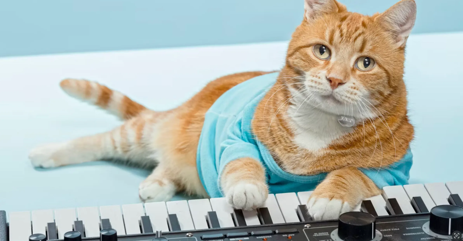 Keyboard Cat Base memecoin image