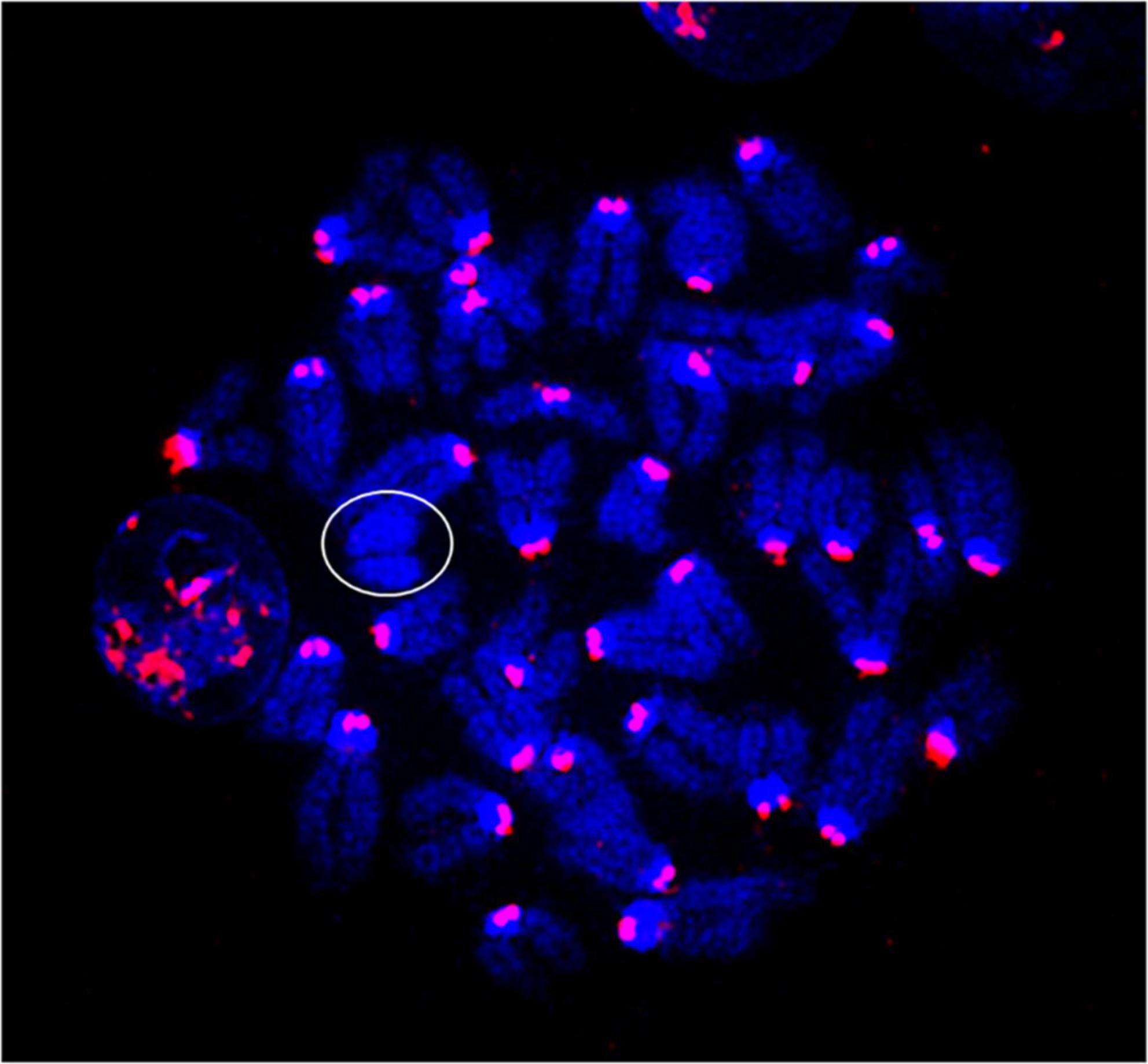 Reflex Finance MEV redistribution protocol logo