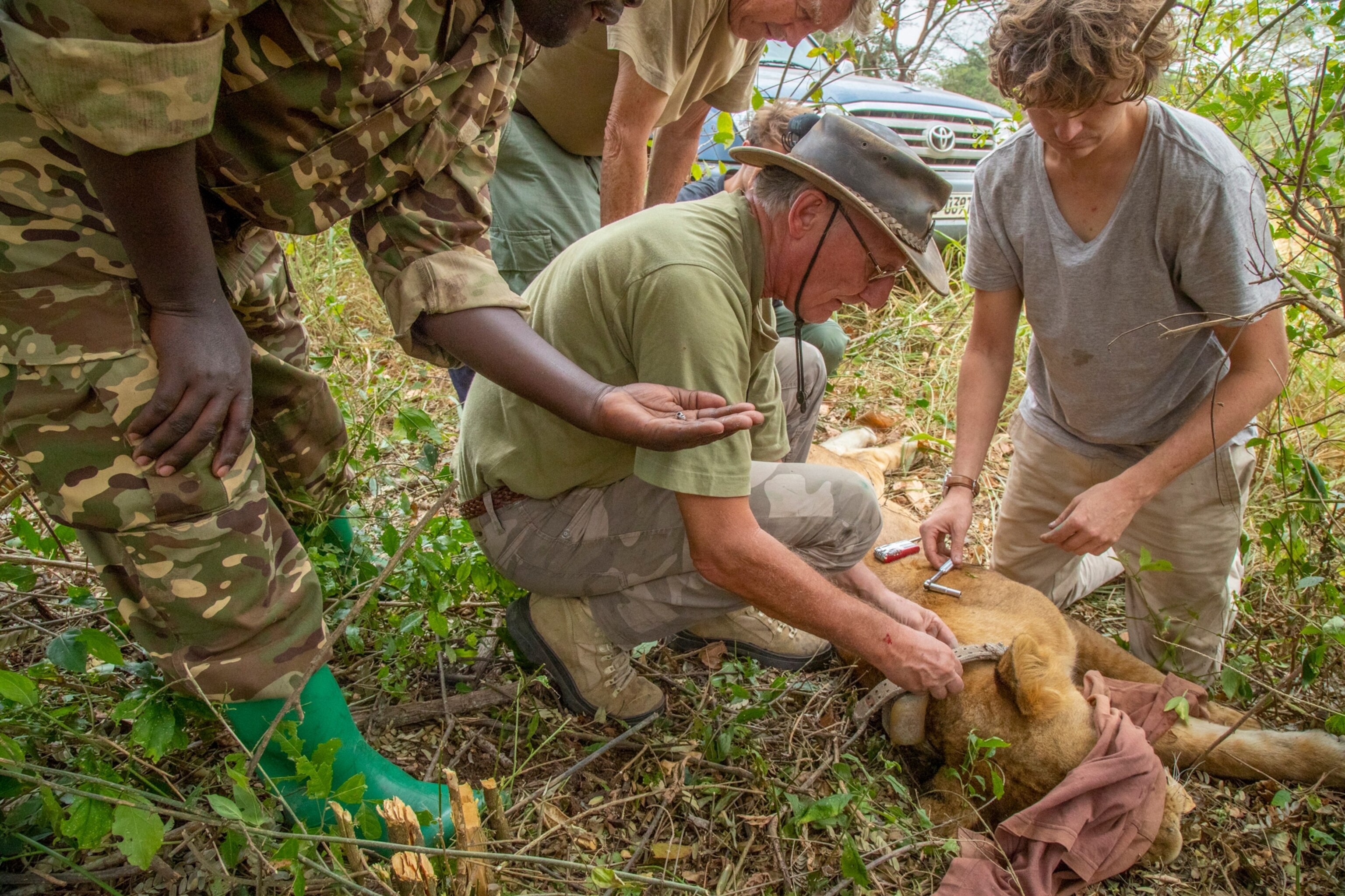 Infographic comparing modular sequencing architectures of Celestia, Eclipse, and Conduit rollups