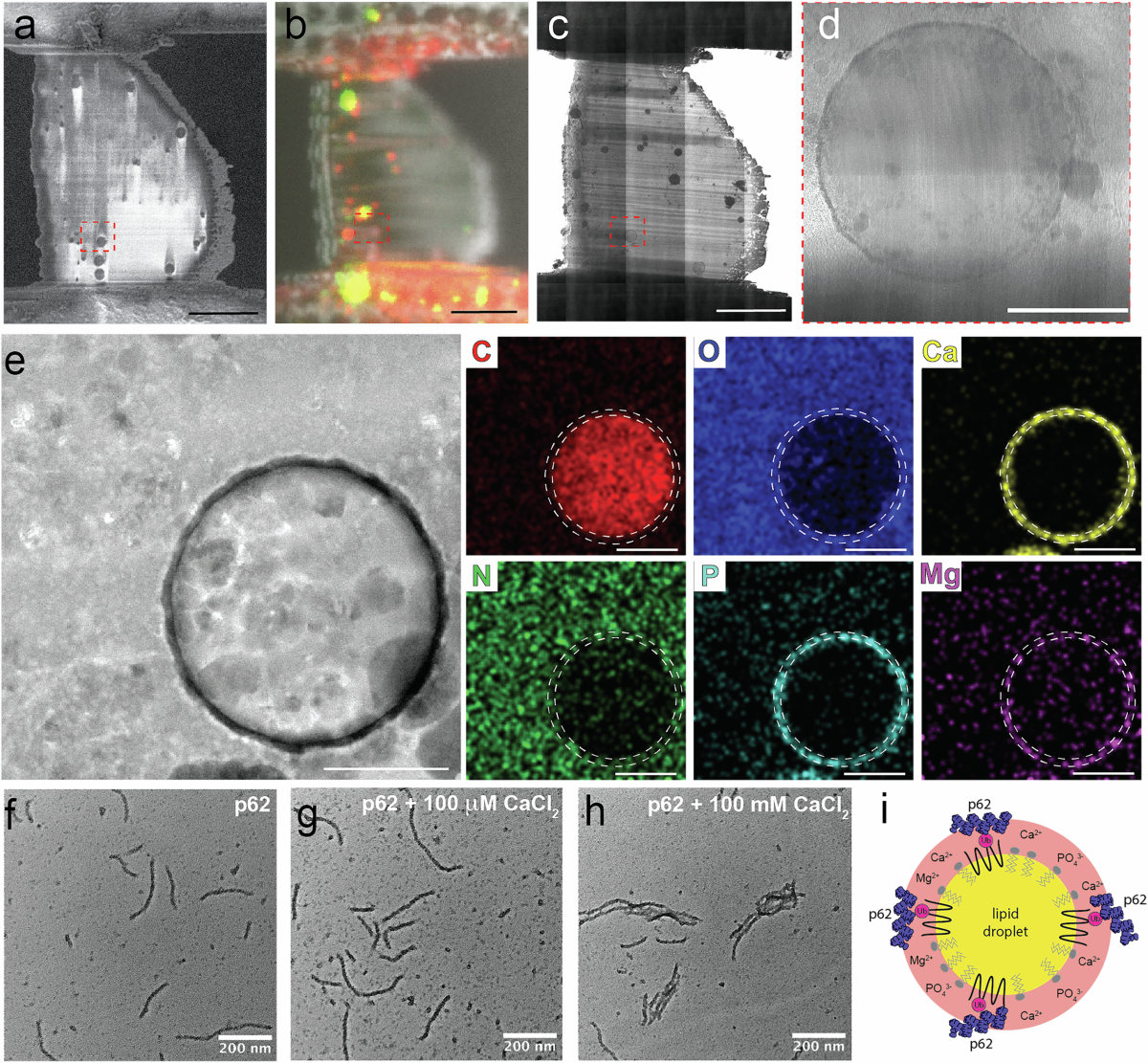 Abstract digital illustration of a securely locked dataset flowing into an AI neural network model, validated by a glowing zero-knowledge proof (ZK) verification seal, representing privacy-preserving provenance for AI training data