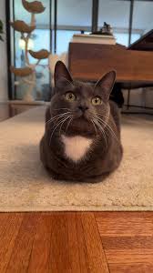 LoafCat Solana game tournament winner