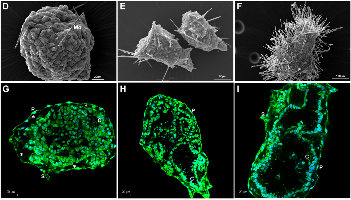 Solana Saga CoralOS update