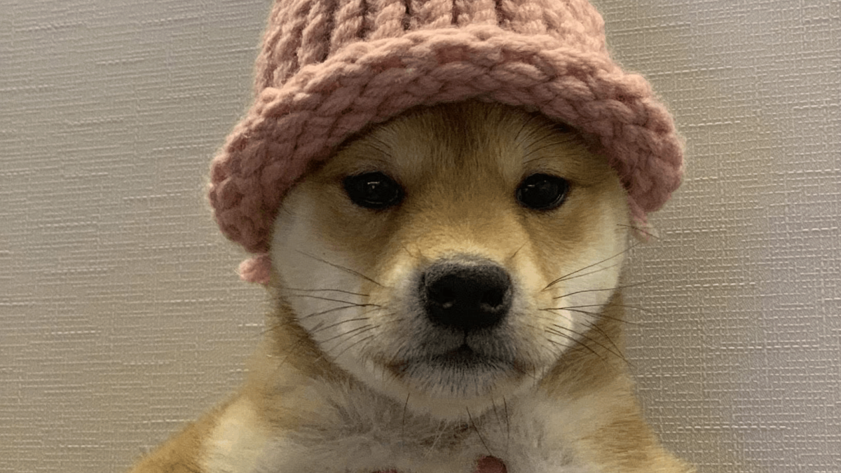 Dogwifhat Solana memecoin pink hat