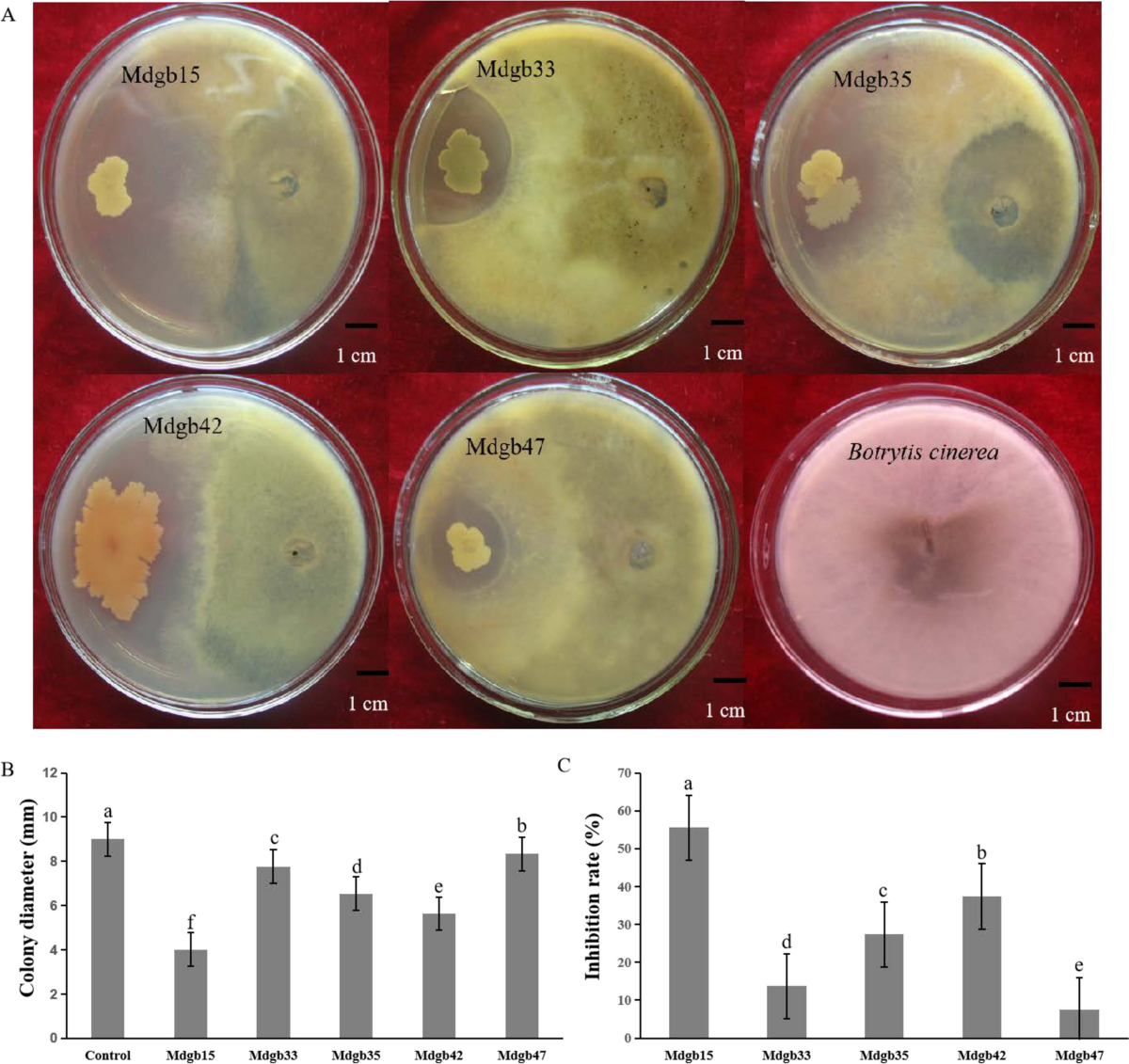 Colony reputation decay chart