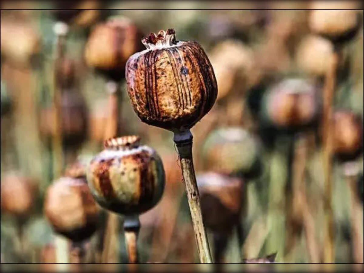 Opium Insurance logo 2024