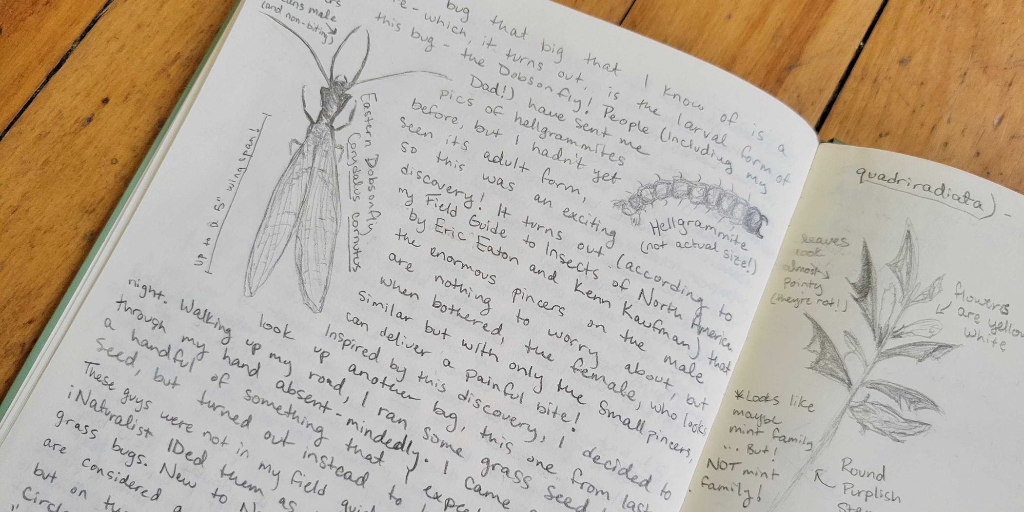 Diagram illustrating Canopy Network's layerless appchain framework for sovereign scalability, progressive autonomy, and specialized fee markets