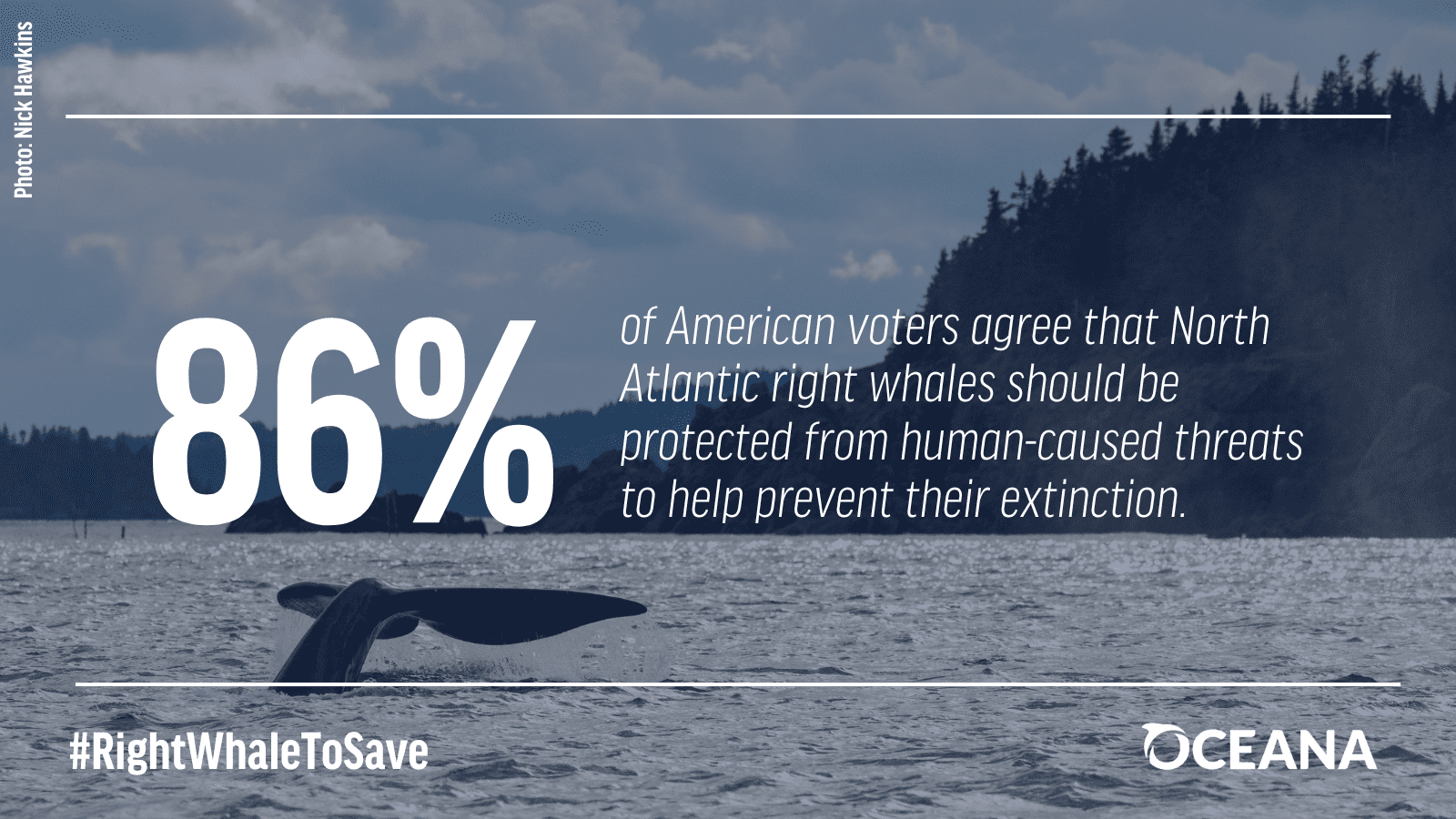 quadratic voting FHE whale protection