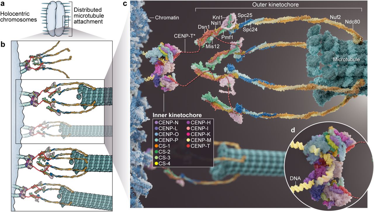 Mitosis zones chain abstraction architecture