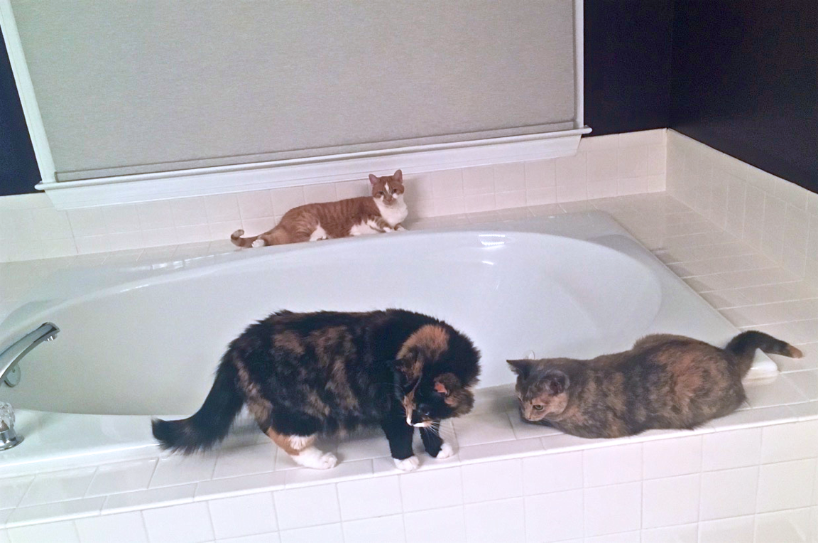 Playful screenshot of Moo Deng Bouncing Hippo physics chaos and Fruit Merge combo chains gameplay on Basement.fun, top hidden gem B3 on-chain game for Base blockchain players 2025